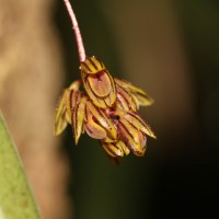 Bulbophyllum petiolare Thwaites